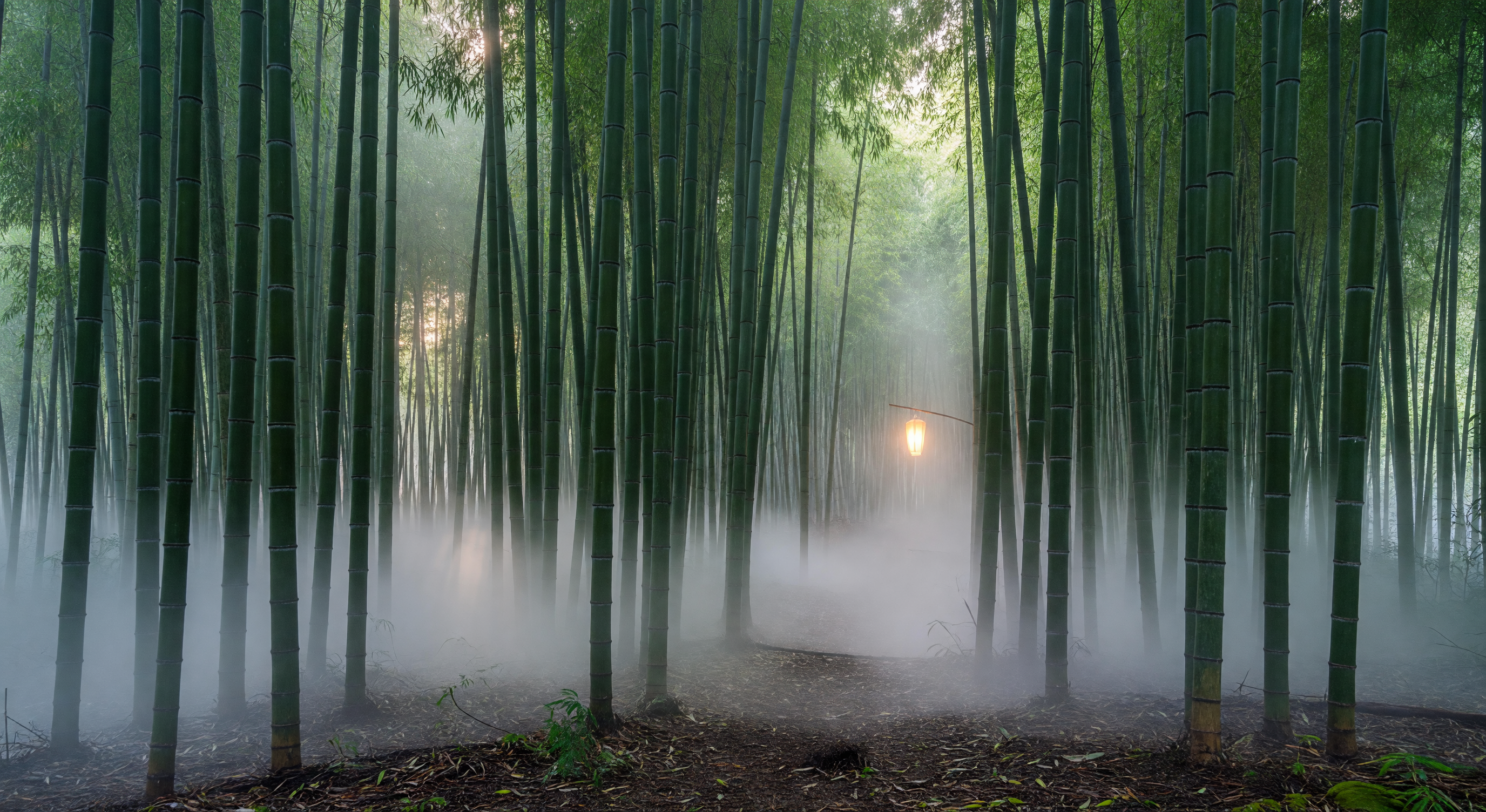 A misty bamboo forest at dawn, soft light filtering through dense green stalks, a single paper lantern glowing orange in the distance