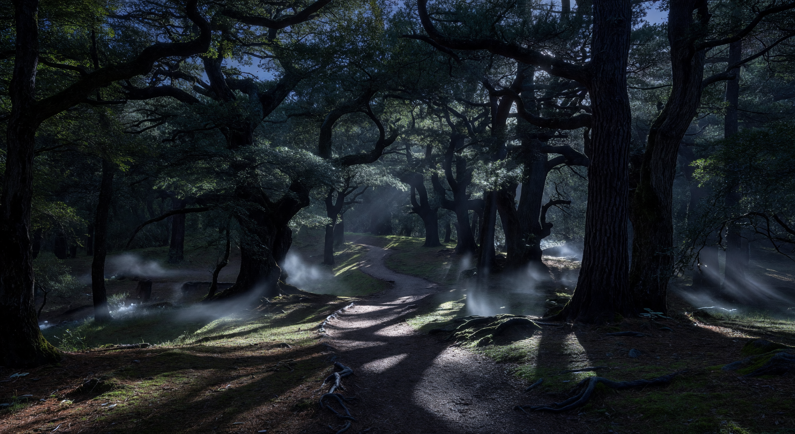 A dark forest path at dusk with tall trees and pale moonlight filtering through the canopy onto a winding trail